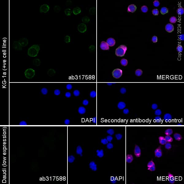 Cd34 Antibody Rm2052 Bsa And Azide Free Ab317589  Immunocytochemistry Immunofluorescence Img431335