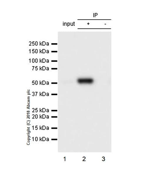 Anti-Visfatin antibody [EPR21984] - BSA and Azide free(AB240560)