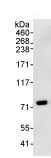 Anti-RBM14 antibody(AB70636)