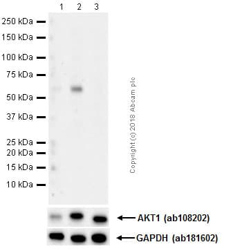 Anti-AKT1 (phospho S473) antibody [EP2109Y](AB81283)