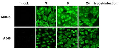 Anti-Influenza A Virus Nucleoprotein antibody [C43](AB128193)
