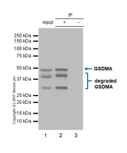 Anti-GSDMA antibody [EPR19858-116](AB232254)