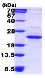 Recombinant Human XTP3TPA protein(AB119438)