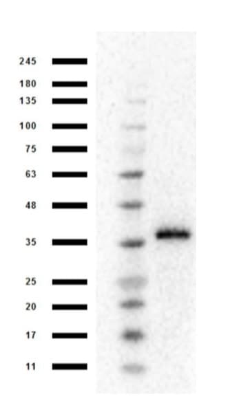Anti-MASH1/Achaete-scute homolog 1 antibody(AB235198)