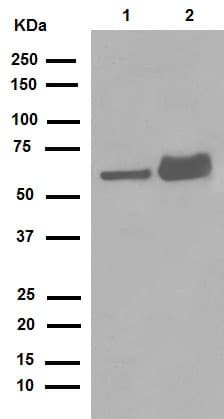 Anti-Lamin A + Lamin C antibody [EPR4100] - Nuclear Envelope Marker(AB108595)
