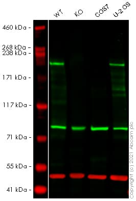 Anti-ZO1 tight junction protein antibody(AB216880)