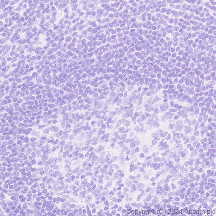 Muc17 Antibody Epr28482 85 Ab316971  Immunohistochemistry Formalin Pfa Fixed Paraffin Embedded Sections Img429271