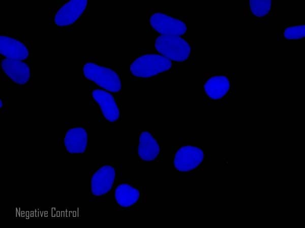 Goat Rabbit Igg H L Alexa Fluor 488 Preadsorbed Ab150085  Immunocytochemistry Immunofluorescence Img128701