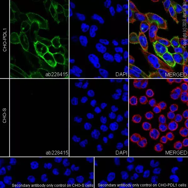 Anti-PD-L1 antibody [73-10] - BSA and Azide free(AB226766)