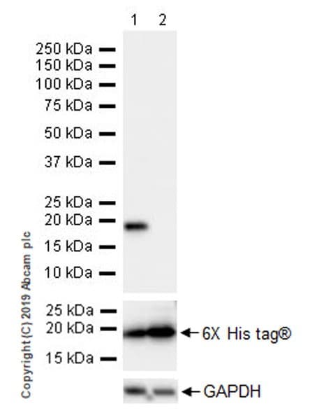 Anti-Histone H3 (mutated K27M) antibody [EPR18340] - ChIP Grade(AB190631)