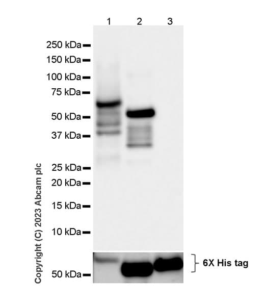 Tef1 Tead 1 Antibody Epr39672 Bsa And Azide Free Ab219647  Western Blot Img432469