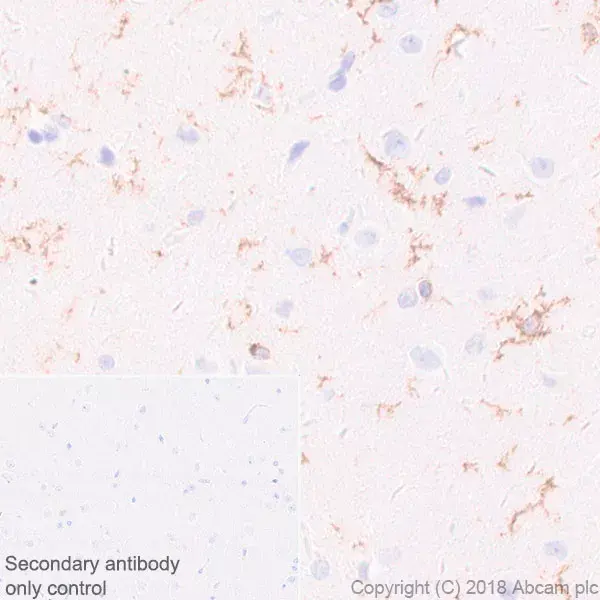 Anti-CD11b antibody [EPR1344](AB133357)