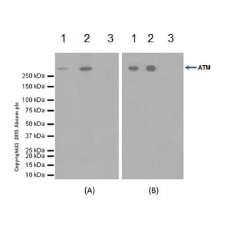 Anti-ATM antibody [EPR17059] - BSA and Azide free(AB232588)