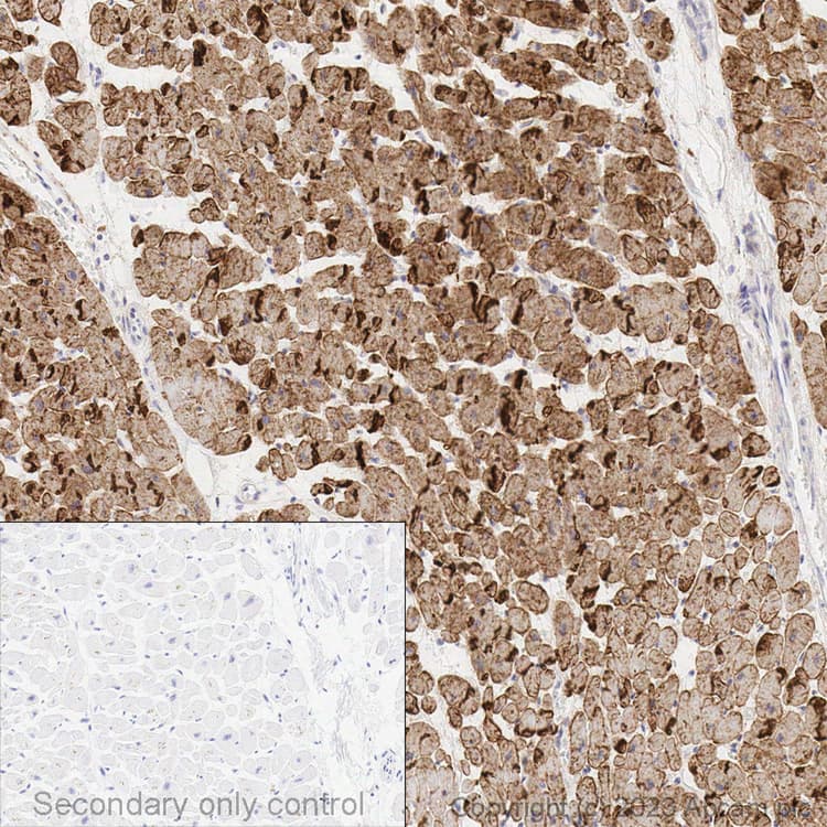 Anti-N Cadherin antibody [EPR1791-4](AB76011)