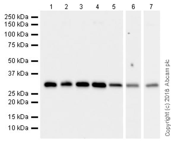 Anti-RPS6 antibody [EPR22168] - Ribosome Marker(AB225676)