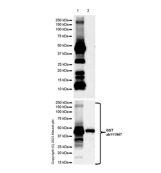 Rnf5 Ng2 Antibody Epr27133 30 Bsa And Azide Free Ab308067  Western Blot Img408775