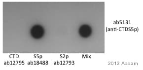 Human RNA polymerase II CTD repeat YSPTSPS (phospho S5) peptide(AB18488)