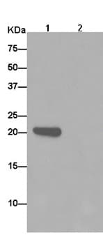 Lrrc20 Antibody Ep99772 Ab186416  Immunoprecipitation Img88876