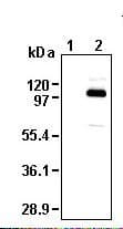 Anti-Sodium/Hydrogen Exchanger 1/NHE-1 antibody(AB230449)