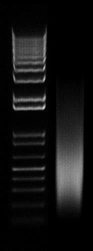 Chromatin Extraction Kit(AB117152)