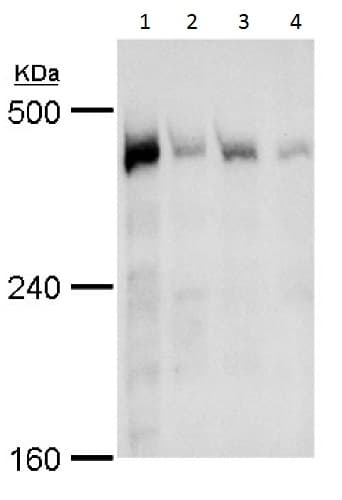 Anti-TRRAP antibody(AB227590)