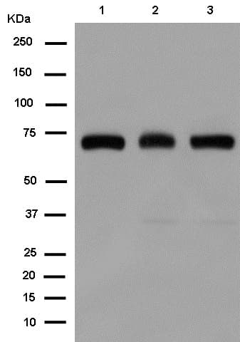 Sox9 Antibody Epr12755 50 Bsa And Azide Free Ab250751  Western Blot Img106781