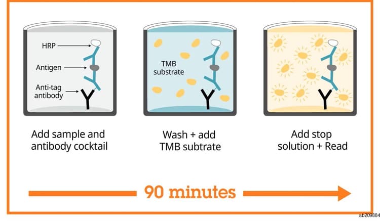 Human PCSK9 ELISA Kit(AB209884)