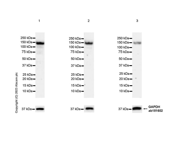 Anti-KIAA0319L antibody [EPR28329-62](AB315027)