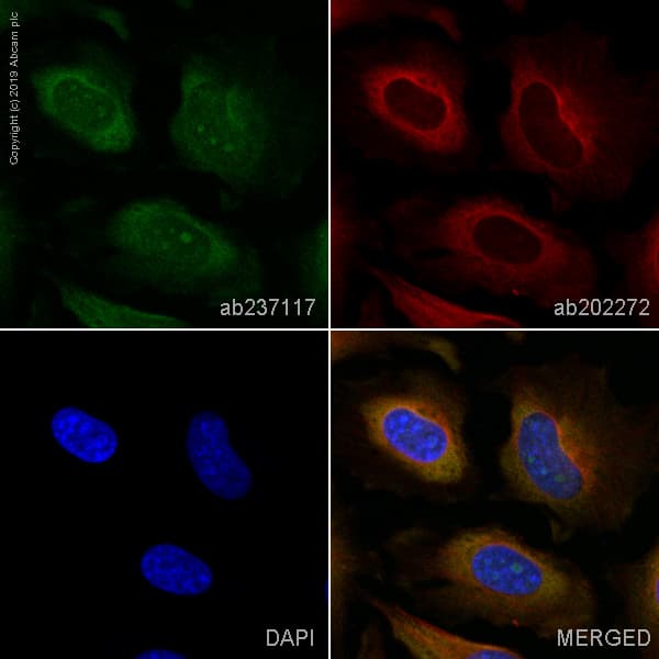 Alexa Fluor 488 Jnk1 Jnk2 Jnk3 Antibody Epr18841 95 Ab237117  Immunocytochemistry Immunofluorescence Img18156