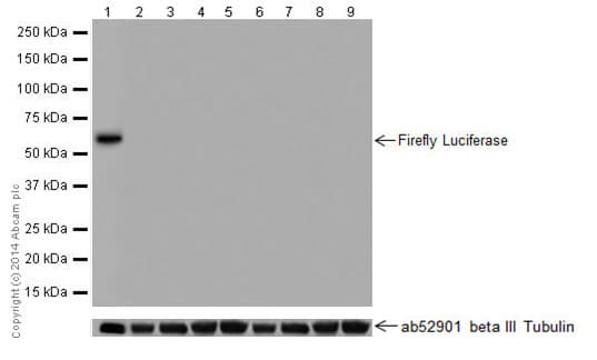 Anti-Firefly Luciferase antibody [EPR17790](AB185924)