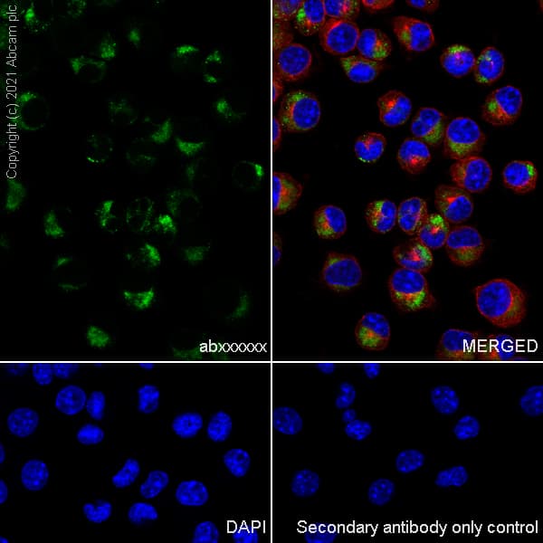 Anti-CD68 antibody [EPR23917-164](AB283654)