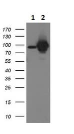 Anti-STAT5 antibody [9F7](AB230670)