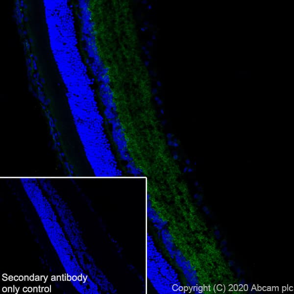Anti-Synapsin I antibody [EPR23531-50] - Synaptic Marker(AB254349)