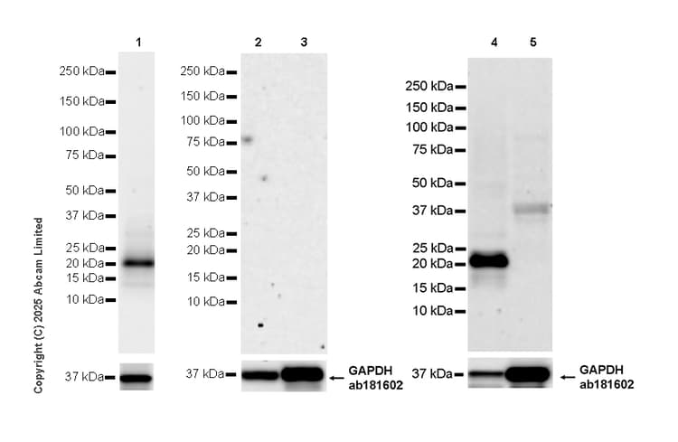 Goat Anti-Rabbit IgG H&L (HRP)(AB97051)