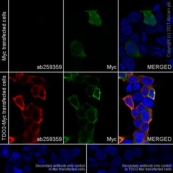 Tdo2 Tdo Antibody Epr23745 311 Bsa And Azide Free Ab281571  Immunocytochemistry Immunofluorescence Img97027