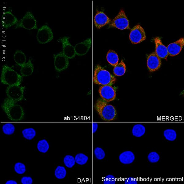 Anti-PFKM antibody [EPR10734(B)] - BSA and Azide free(AB232495)