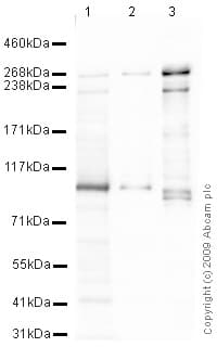 Anti-Talin 1 antibody(AB71333)