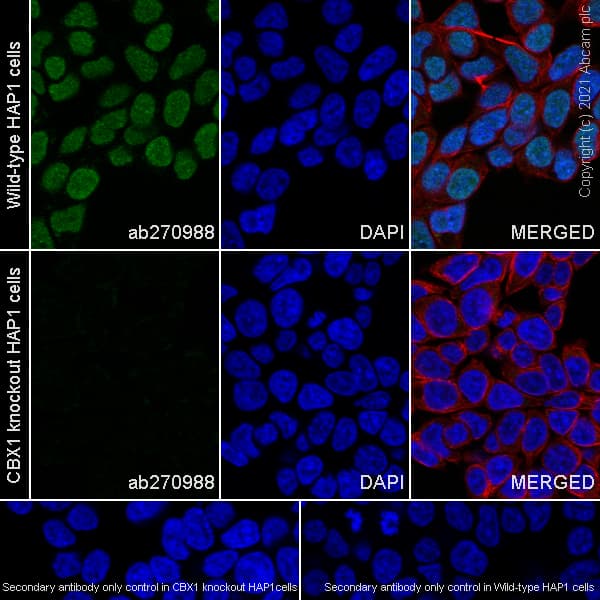 Anti-CBX1 / HP1 beta antibody [EPR24242-78](AB270988)