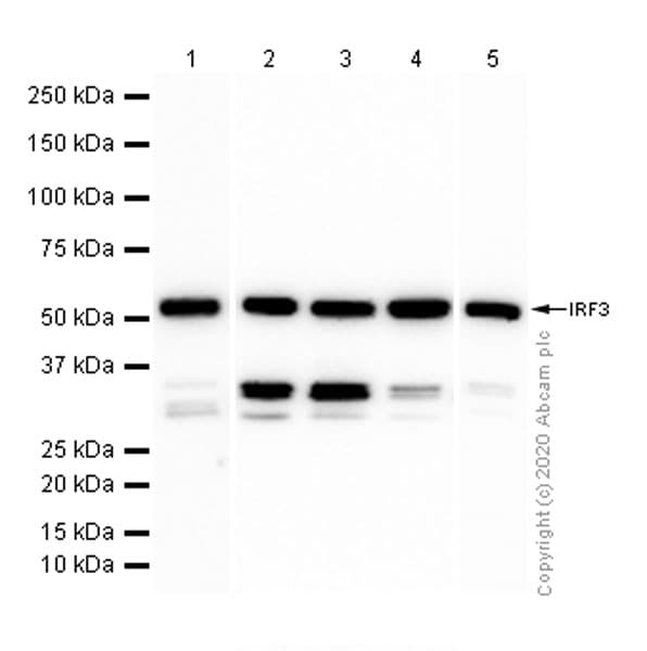 Irf3 Antibody Ep2419y Ab76409  Western Blot Img54849