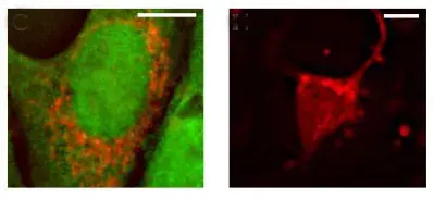 Anti-AIF antibody - Mitochondrial Marker(AB1998)