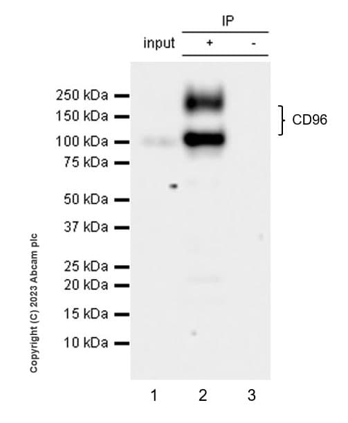 Cd96 Antibody Epr26489 23 Bsa And Azide Free Ab315219  Immunoprecipitation Img424323
