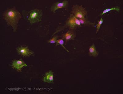 Anti-IRAK4 antibody [2H9](AB119942)