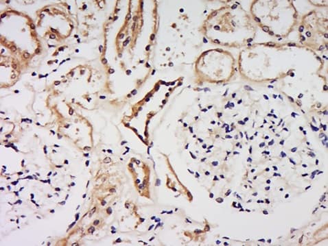 Fam149b1 Antibody Ab214177  Immunohistochemistry Formalin Pfa Fixed Paraffin Embedded Sections Img68280