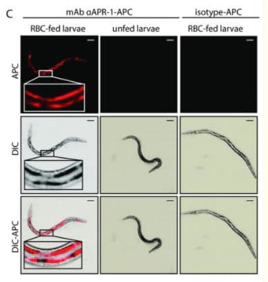 Apc Conjugation Kit Lightning Link Ab201807 Fluorescence Microscopy Img164965