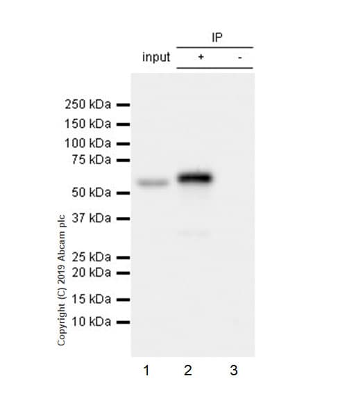 Smarcd2 Antibody Epr20860 251 Ab220164  Immunoprecipitation Img142999