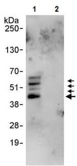 Anti-SPHK1 antibody(AB245354)