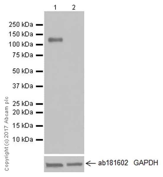Anti-CD133 antibody [EPR20980-104](AB216323)