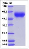 Ab276642  Sds Page Img72377