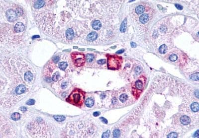 5ht1f Receptor Antibody Ab230778  Immunohistochemistry Formalin Pfa Fixed Paraffin Embedded Sections Img87414