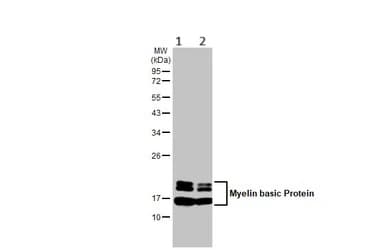 Anti-Myelin basic protein antibody [HL1033] - BSA and Azide free(ab313827)